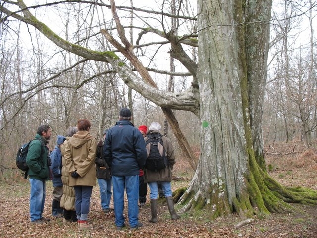 Reconnaissance des arbres 031